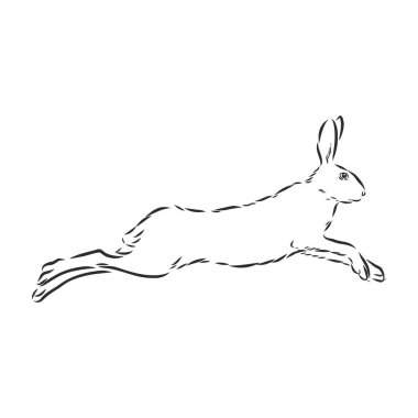 hare, doodle style skeç çizim el çizimi vektörü
