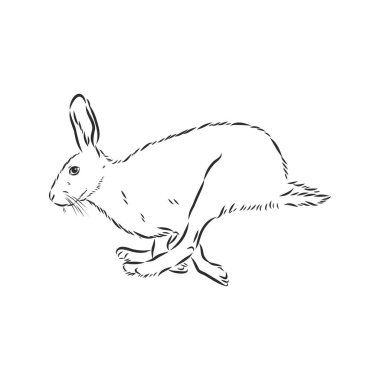 hare, doodle style skeç çizim el çizimi vektörü