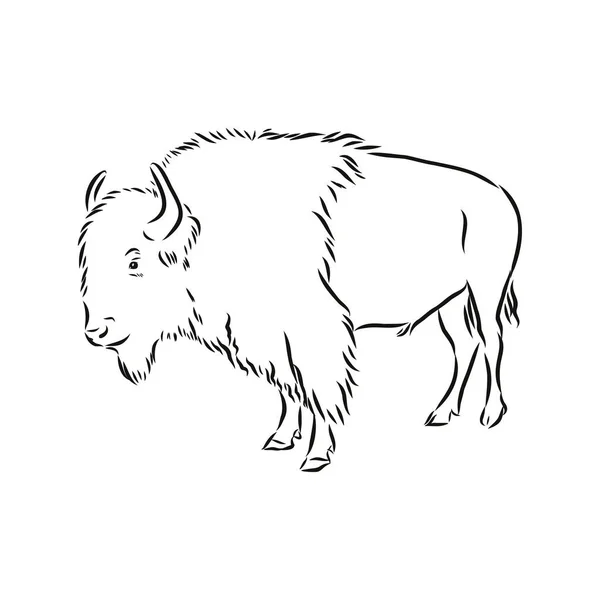 Black White Bison Vector Illustration — Stock Vector