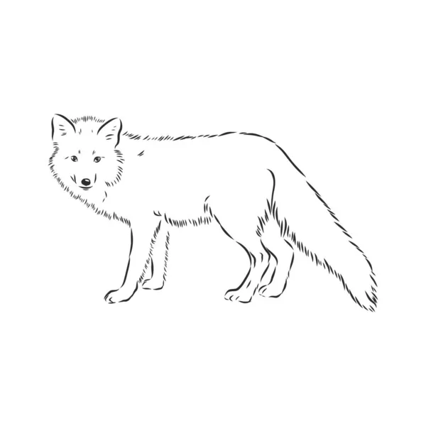 手绘狐狸 矢量图解 另见其他种类的动物 — 图库矢量图片
