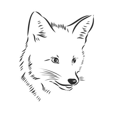 Tilki portresi. El çizimi vektör çizimi. Tasarımınızdan ayrı olarak kullanılabilir.