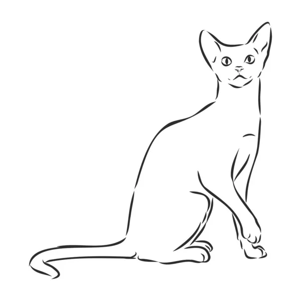 白地に隔離された猫座ってベクトル手描きスケッチ — ストックベクタ