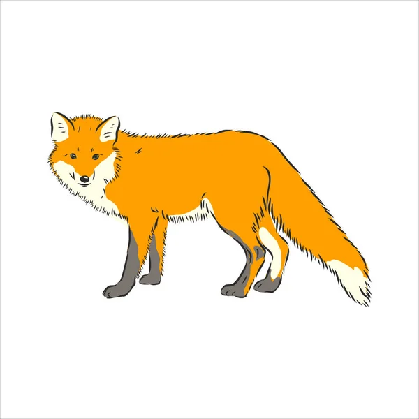 Fox Vektör Resmi Kenar Görünümü Beyaz Arkaplanda Izole Edilmiş Tam — Stok Vektör
