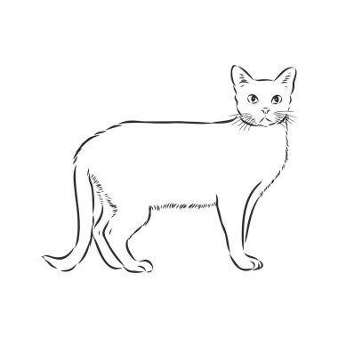 Beyaz arka planda izole bir kedi otururken vektör el çizimi