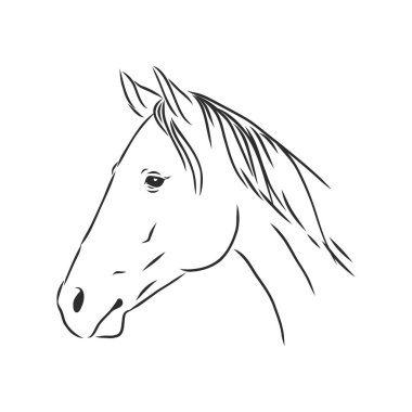 Mutlu at portresi çizimi, at portresi, at kafası, vektör