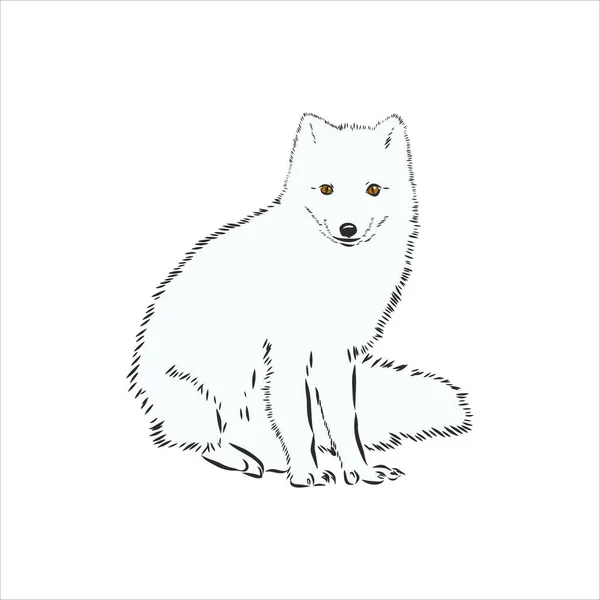 北极狐狸的矢量画像 蓝色背景的北极狐可爱的白色绒毛脸 — 图库矢量图片