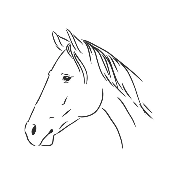 Gelukkig Paard Portret Vector Illustratie Paard Portret Paard Hoofd Vector — Stockvector