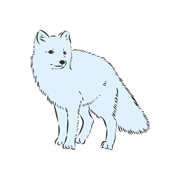 Vector Illustrated Portrait Arctic Fox Англійською Крилате Біле Пухнасте Обличчя — стоковий вектор