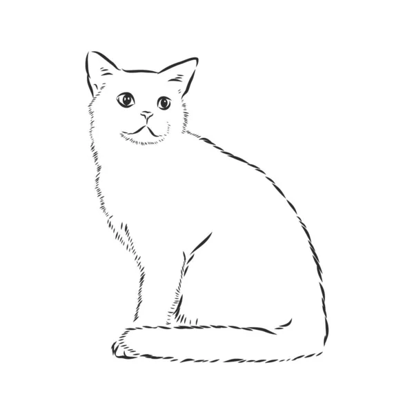 矢量手绘草图 坐着的猫 白色背景隔离 — 图库矢量图片