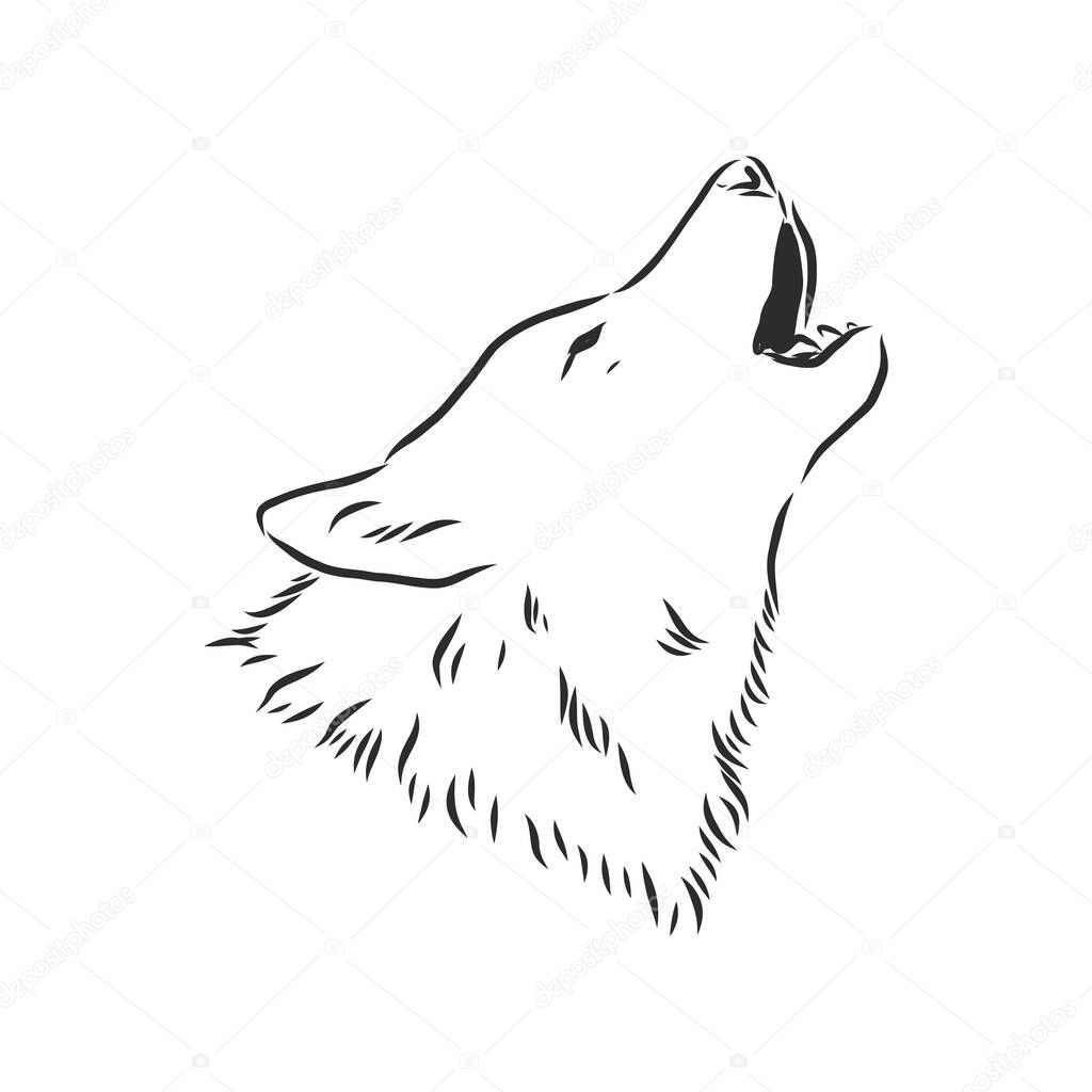 Wolf head vector. wolf howls, wolf head, vector sketch