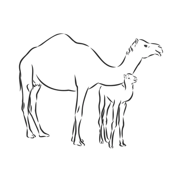 Camello Ilustración Vectorial Dibujada Mano Puede Utilizar Por Separado Diseño — Archivo Imágenes Vectoriales