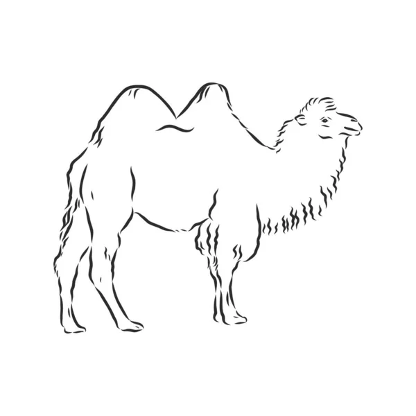 Camello Ilustración Vectorial Dibujada Mano Puede Utilizar Por Separado Diseño — Archivo Imágenes Vectoriales