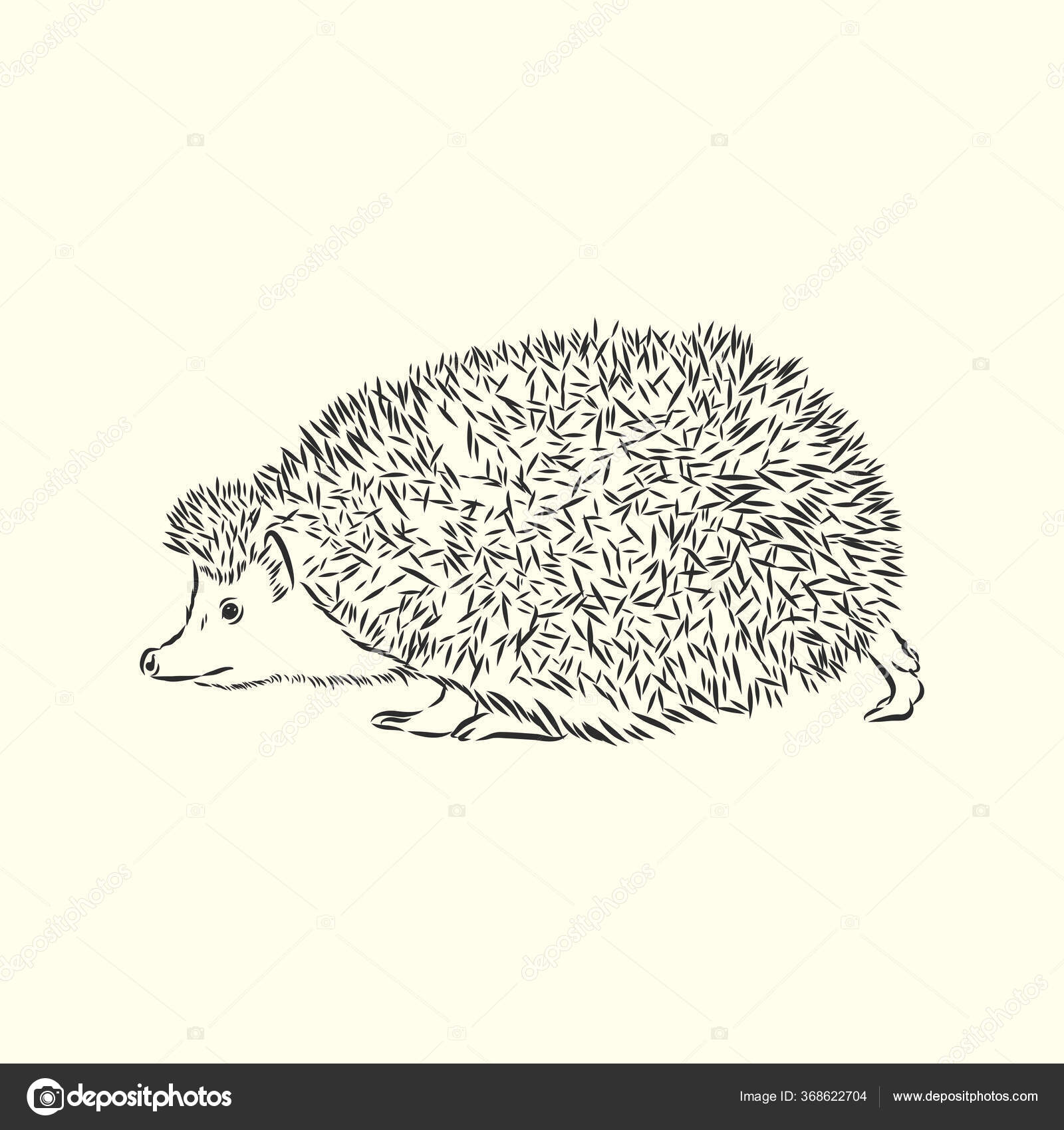 hedgehog illustration black and white