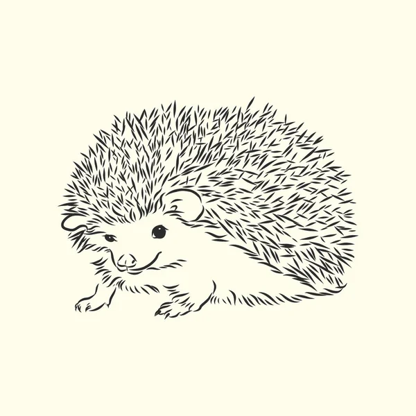 Hedgehog Sketch Drawing Isolated White Background — Stock Vector