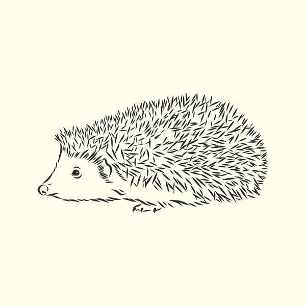Desenho Esboço Hedgehog Isolado Fundo Branco —  Vetores de Stock