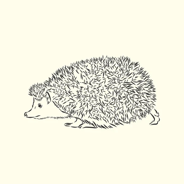 Hedgehog Skiss Ritning Isolerad Vit Bakgrund — Stock vektor