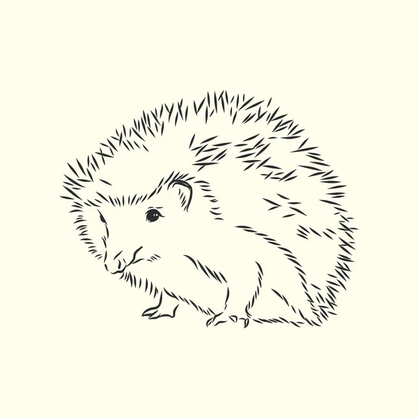 Hedgehog Schets Tekening Geïsoleerd Witte Achtergrond — Stockvector