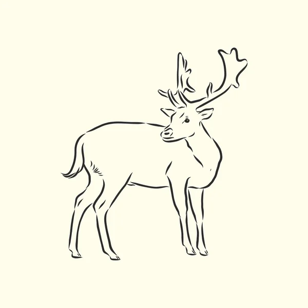 Tiré Main Dessin Vectoriel Cerf Forestier — Image vectorielle