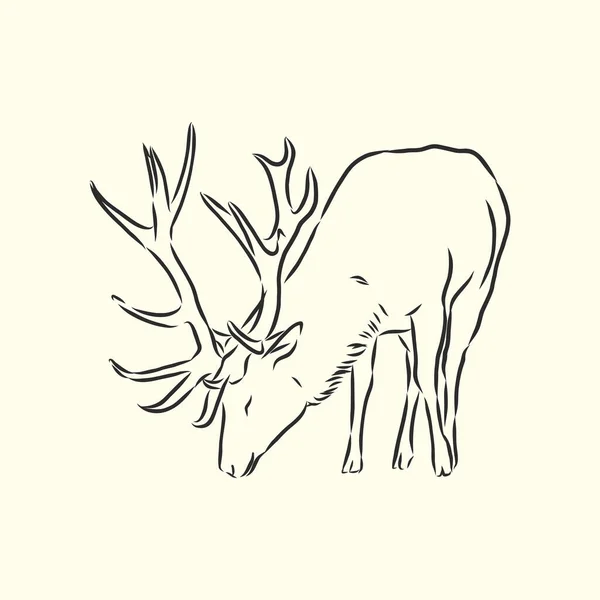 Çizimi Orman Geyiği Çizimi — Stok Vektör