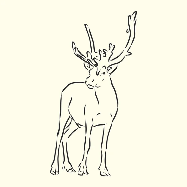 Hand Drawn Forest Deer Vector Sketch — Stock Vector