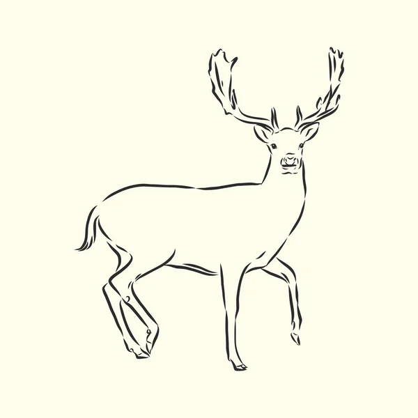 Tiré Main Dessin Vectoriel Cerf Forestier — Image vectorielle