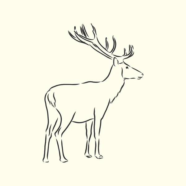 手描き フォレスト鹿ベクトルスケッチ — ストックベクタ