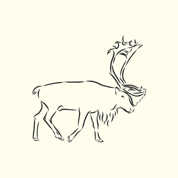 Ciervo Polar Ilustración Dibujada Mano Vectorial Con Animal Nórdico Aislado — Archivo Imágenes Vectoriales