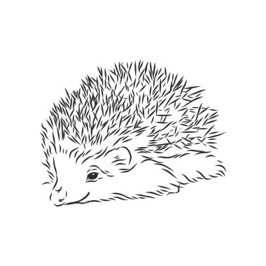 Kirpi çizimi beyaz arkaplanda izole edildi