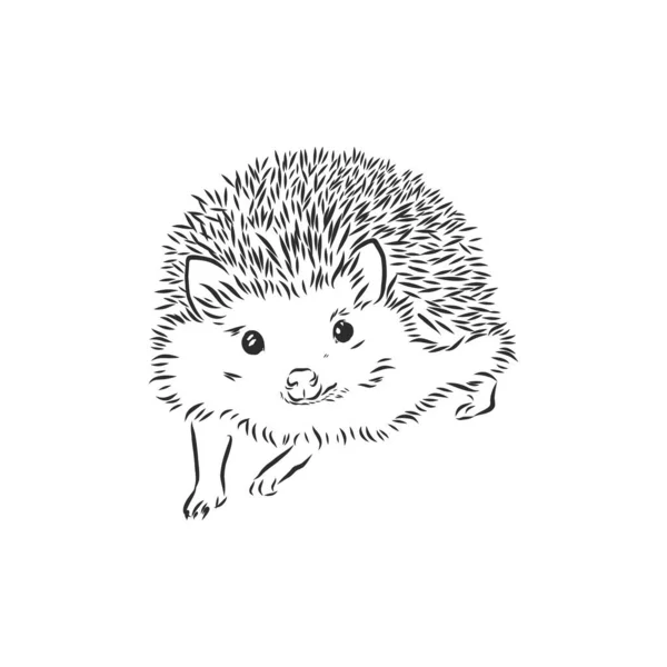 Desenho Esboço Hedgehog Isolado Fundo Branco —  Vetores de Stock