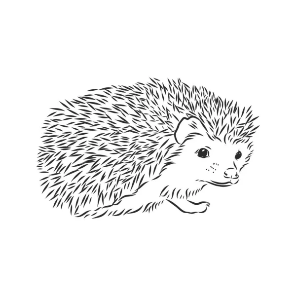 Desenho Esboço Hedgehog Isolado Fundo Branco —  Vetores de Stock