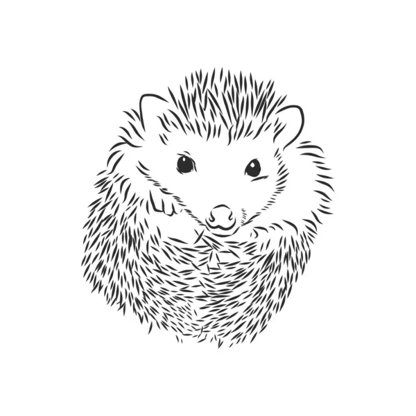 Desenho Esboço Hedgehog Isolado Fundo Branco —  Vetores de Stock