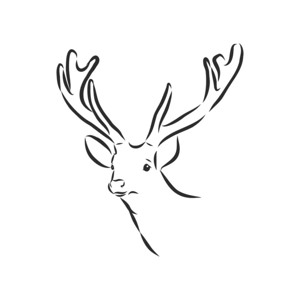 Deer Portrait Hand Drawn Vector Illustration Can Used Separately Your — Stock Vector