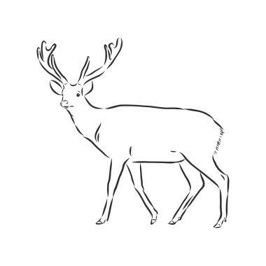 El çizimi. Orman geyiği çizimi