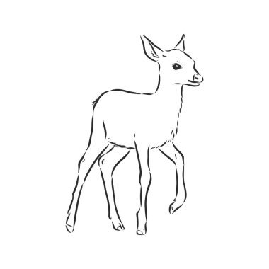 Genç geyik vektör silueti. Fawn, vektör çizimi