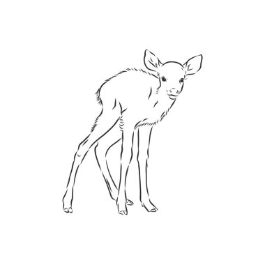Genç geyik vektör silueti. Fawn, vektör çizimi