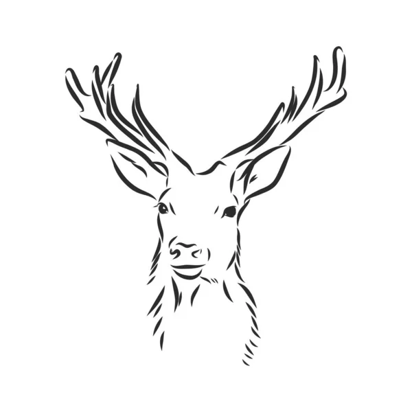 Portrait Cerf Illustration Vectorielle Dessinée Main Peut Être Utilisé Séparément — Image vectorielle