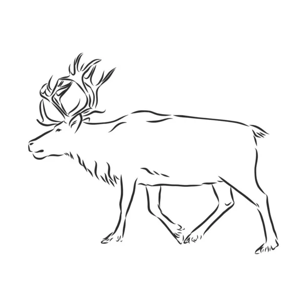 Polar Deer Vector Hand Drawn Illustration Nordic Animal Isolated White — Stock Vector