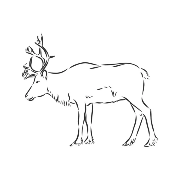 Polar Deer Vector Hand Drawn Illustration Nordic Animal Isolated White — Stock Vector