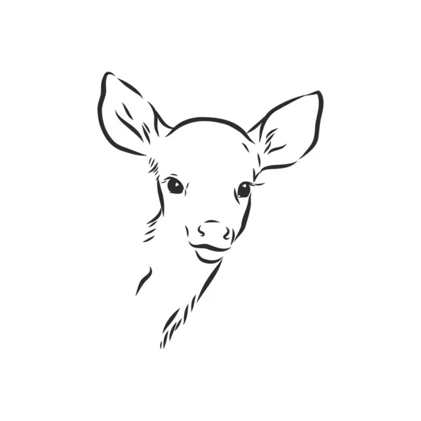 Young Deer Vector Silhouette Fawn Vector Sketch — Stock Vector