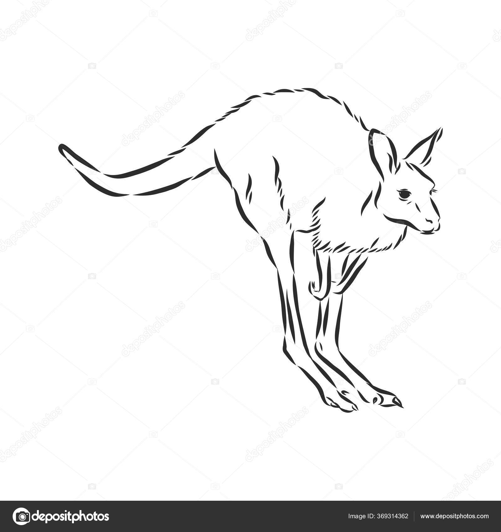カンガルーのホッピングストックベクター ロイヤリティフリーカンガルーのホッピングイラスト Depositphotos カンガルーのホッピングストックベクター ロイヤリティフリーカンガルーのホッピングイラスト Depositphotos