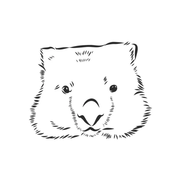 Illustratuin Med Wombat Skiss Isolerad Vit Bakgrund — Stock vektor