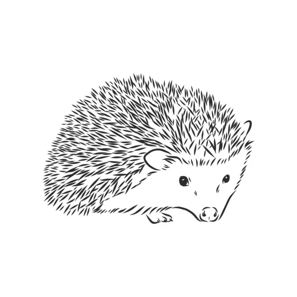 Hedgehog Skiss Ritning Isolerad Vit Bakgrund — Stock vektor