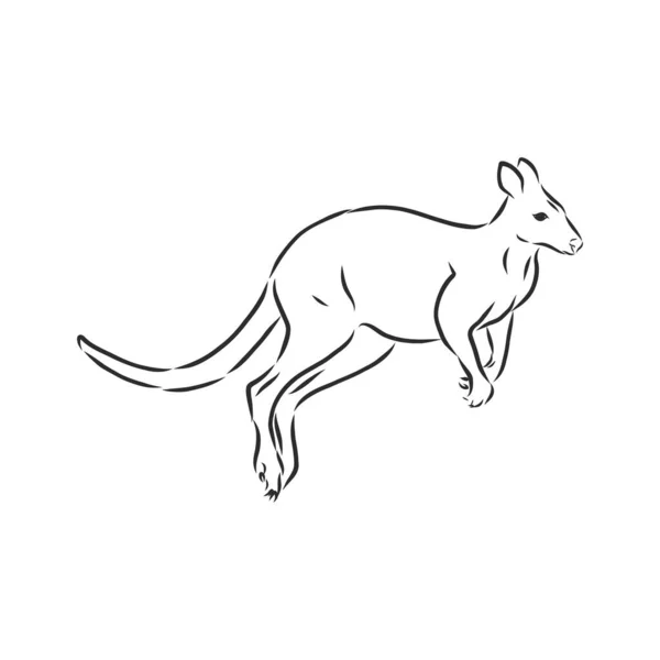 Tekening Van Een Kangoeroe Vectorillustratie — Stockvector