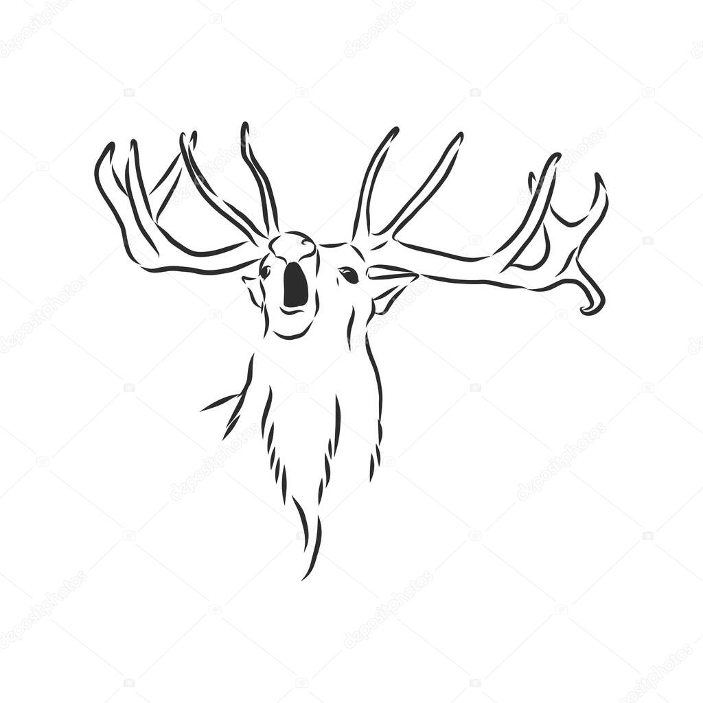 Deer portrait. Hand drawn vector illustration. Can be used separately from your design.