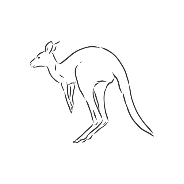 Drawing Kangaroo Vector Illustration — Stock Vector