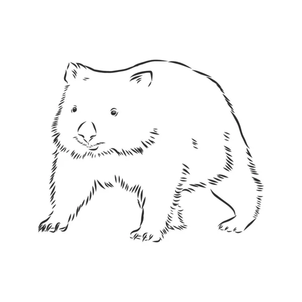 Ilustratuin Com Esboço Wombat Isolado Fundo Branco —  Vetores de Stock