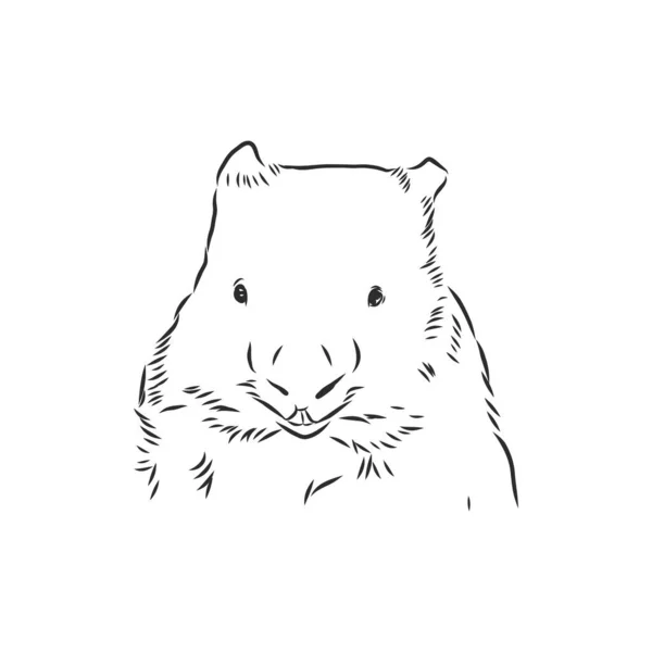 Ilustrace Wombat Skica Izolované Bílém Pozadí — Stockový vektor