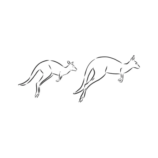 カンガルーのホッピングストックベクター ロイヤリティフリーカンガルーのホッピングイラスト Depositphotos