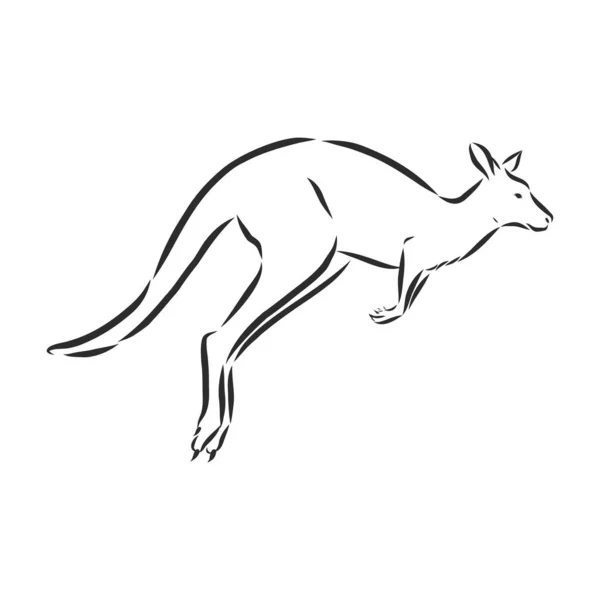 カンガルーのホッピングストックベクター ロイヤリティフリーカンガルーのホッピングイラスト Depositphotos