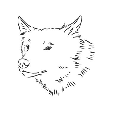 Kurtların kafalarının vektör görüntüsü beyaz, kurt portresi, kurt kafası, vektör çizimi